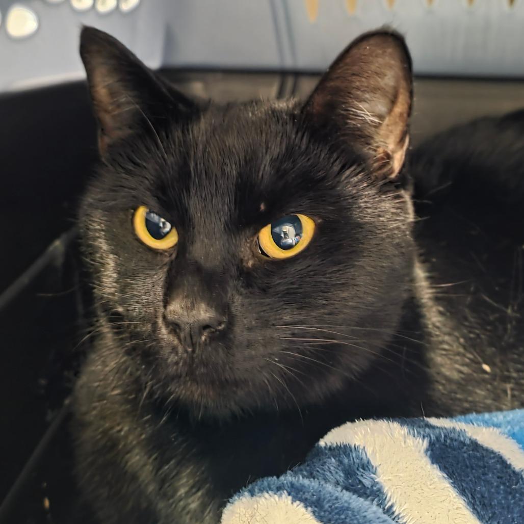 Barnie, a Adoptable Domestic Short Hair in Port Townsend, WA image 6/6