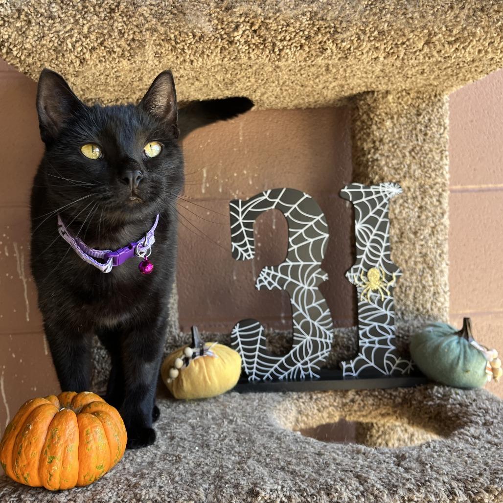 Stormy Reign thumbnail 3