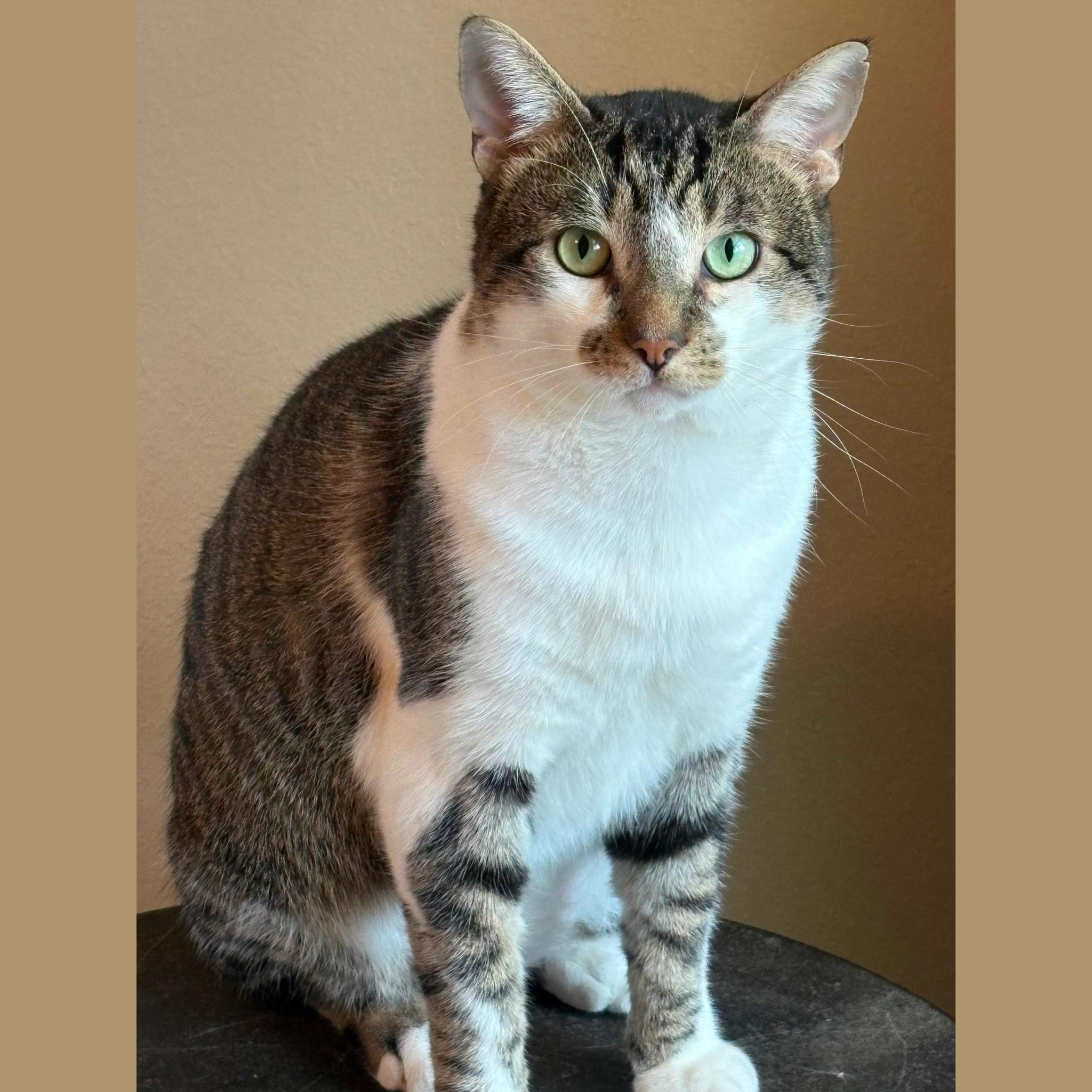Enlarge COLT, an adopted Domestic Short Hair in Flint, TX image 1/1