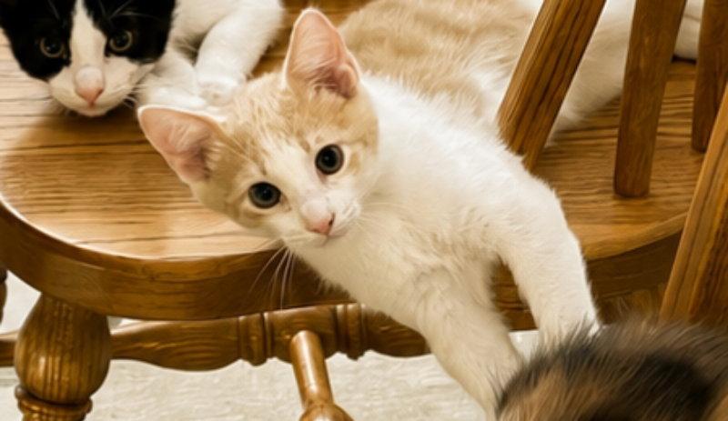 Enlarge Artemis II, a Adopted mixed breed in Pineville, LA image 2/3