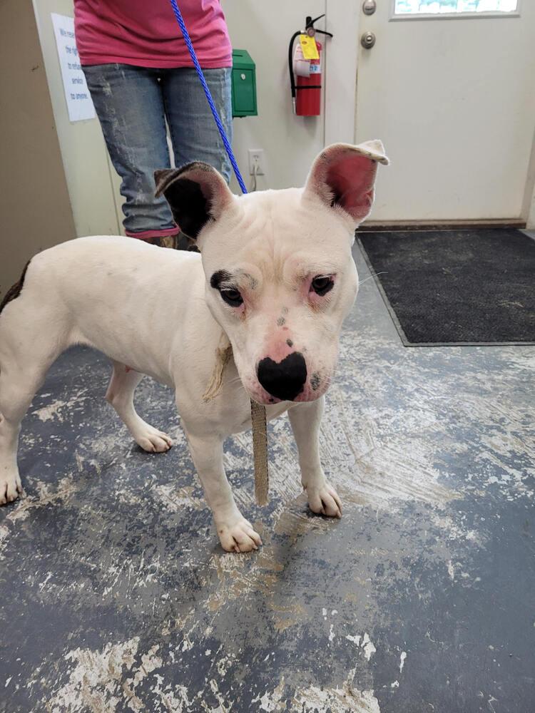 Ruby, Adoptable, Adult Female Pit Bull Terrier.