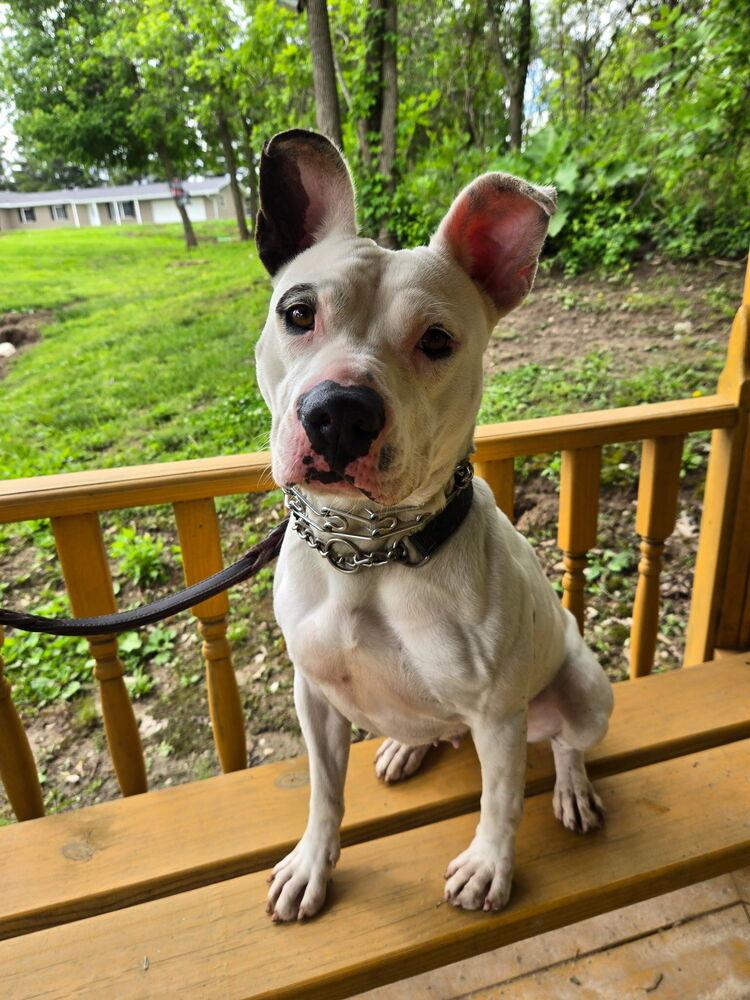 Enlarge Ruby, a Adoptable mixed breed in Linton, IN image 2/2