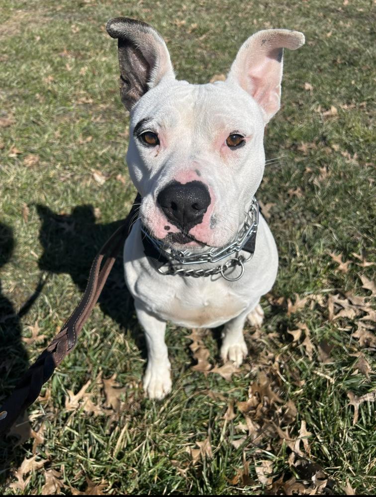 Enlarge Ruby, a Adoptable mixed breed in Linton, IN image 3/3