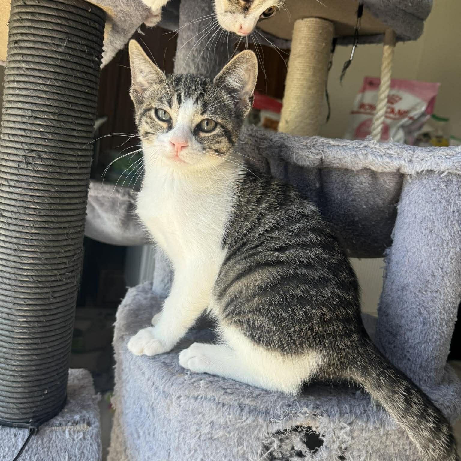 Enlarge Gill, an adopted American Shorthair in Houston, TX image 2/2