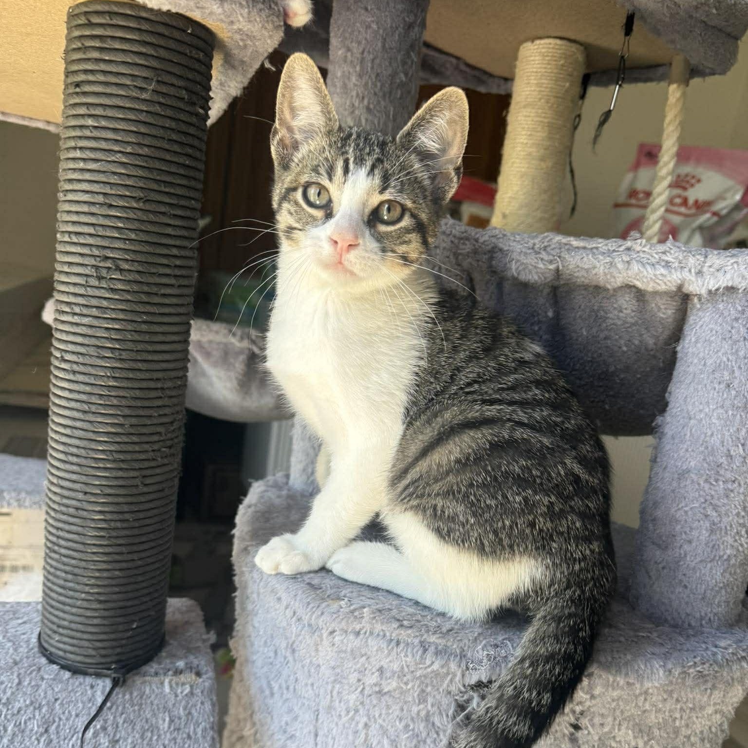 Gill, adopted, Kitten Male American Shorthair.