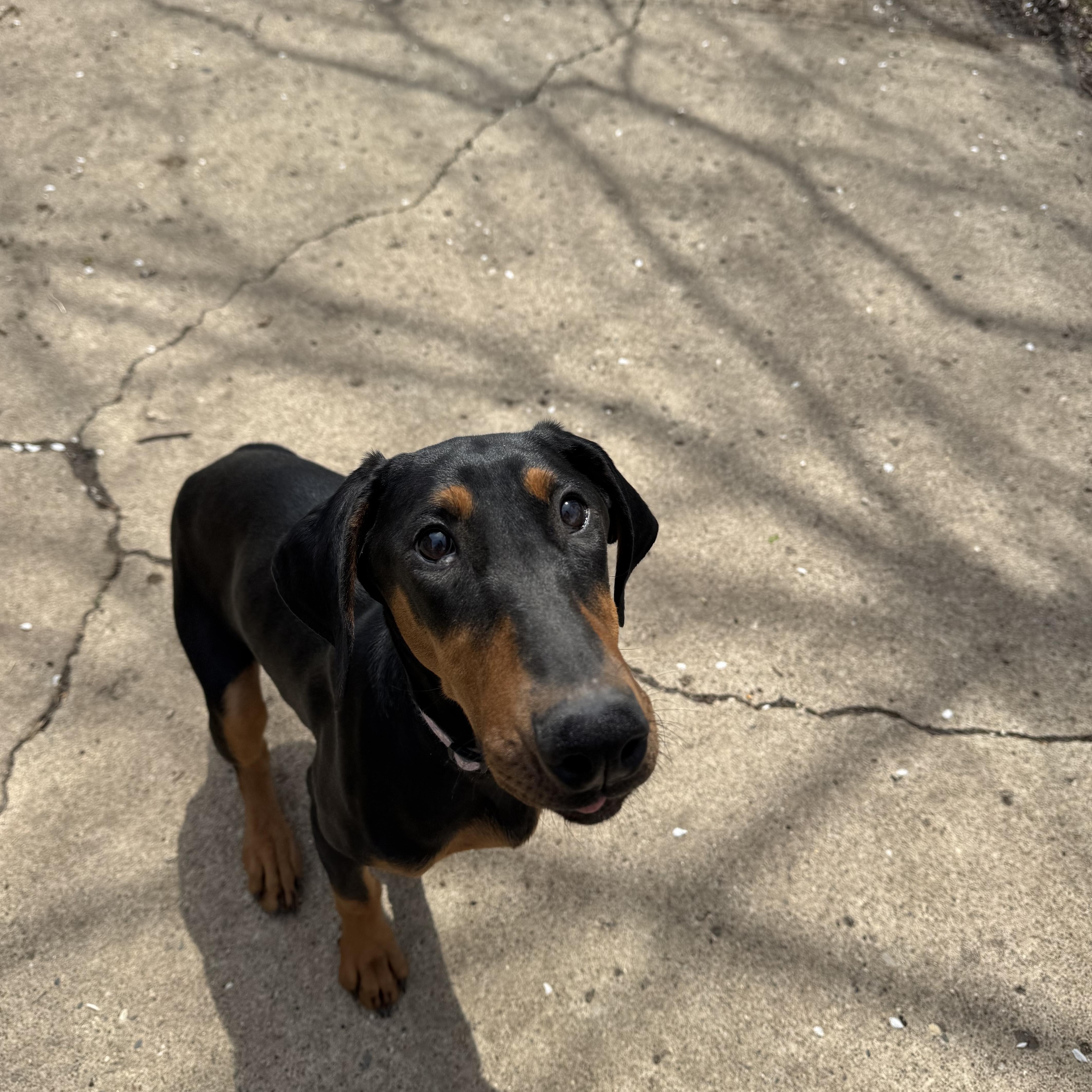 Enlarge Jade! Precious Dobie! , an adopted Doberman Pinscher in RUSSIAVILLE, IN image 2/5