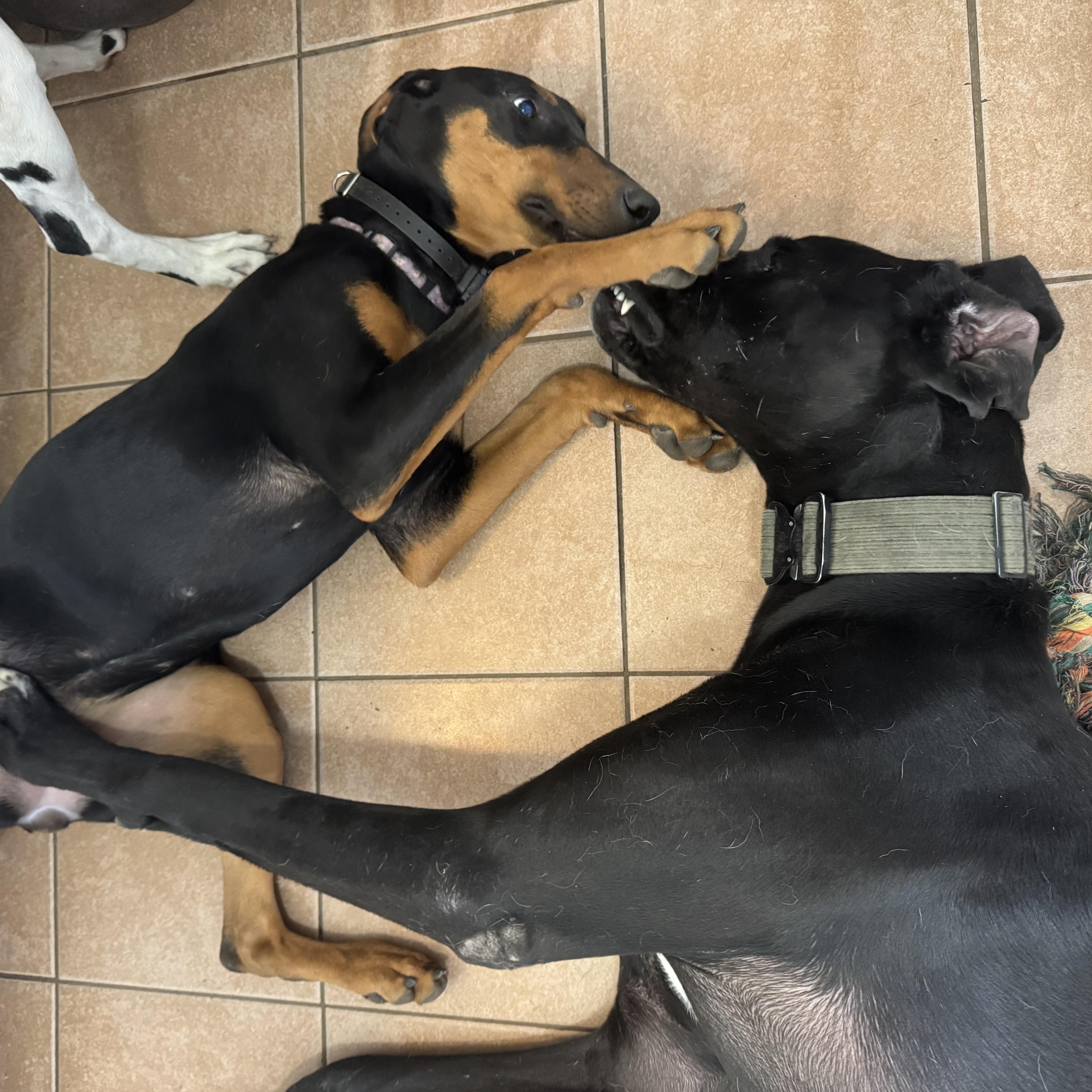 Enlarge Jade! Precious Dobie! , an adopted Doberman Pinscher in RUSSIAVILLE, IN image 4/5