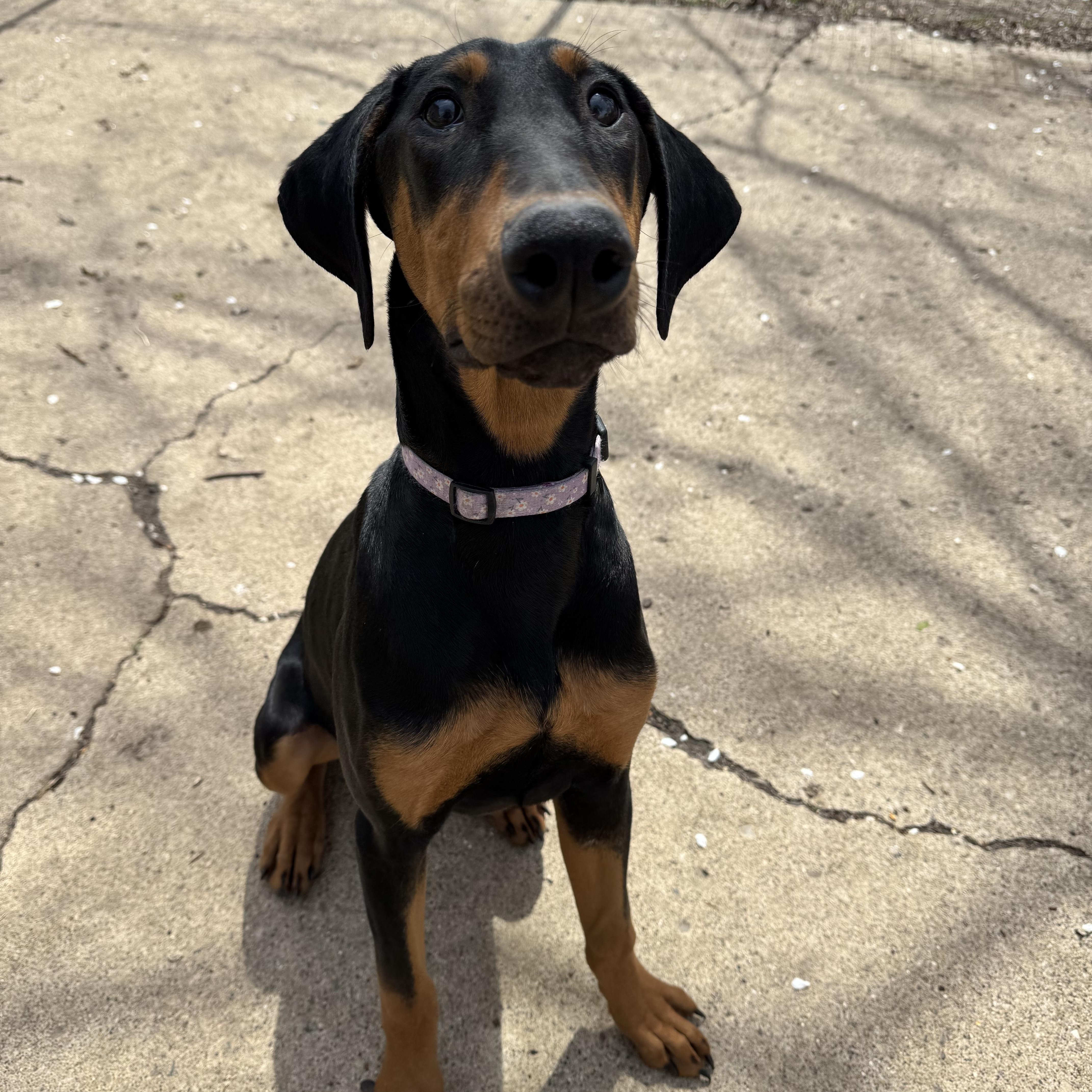Enlarge Jade! Precious Dobie! , an adopted Doberman Pinscher in RUSSIAVILLE, IN image 3/5