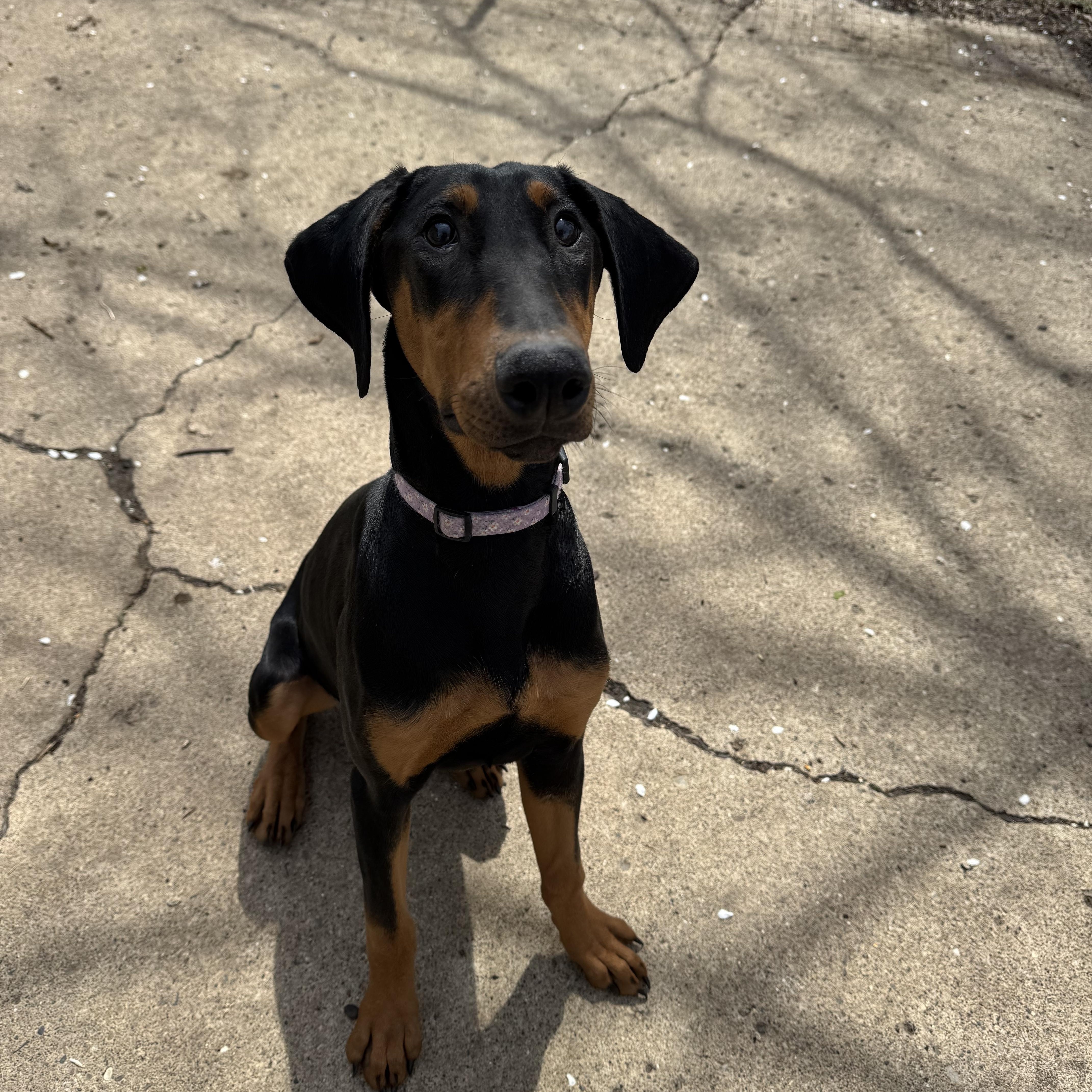 Jade! Precious Dobie! , adopted, Young Female Doberman Pinscher.