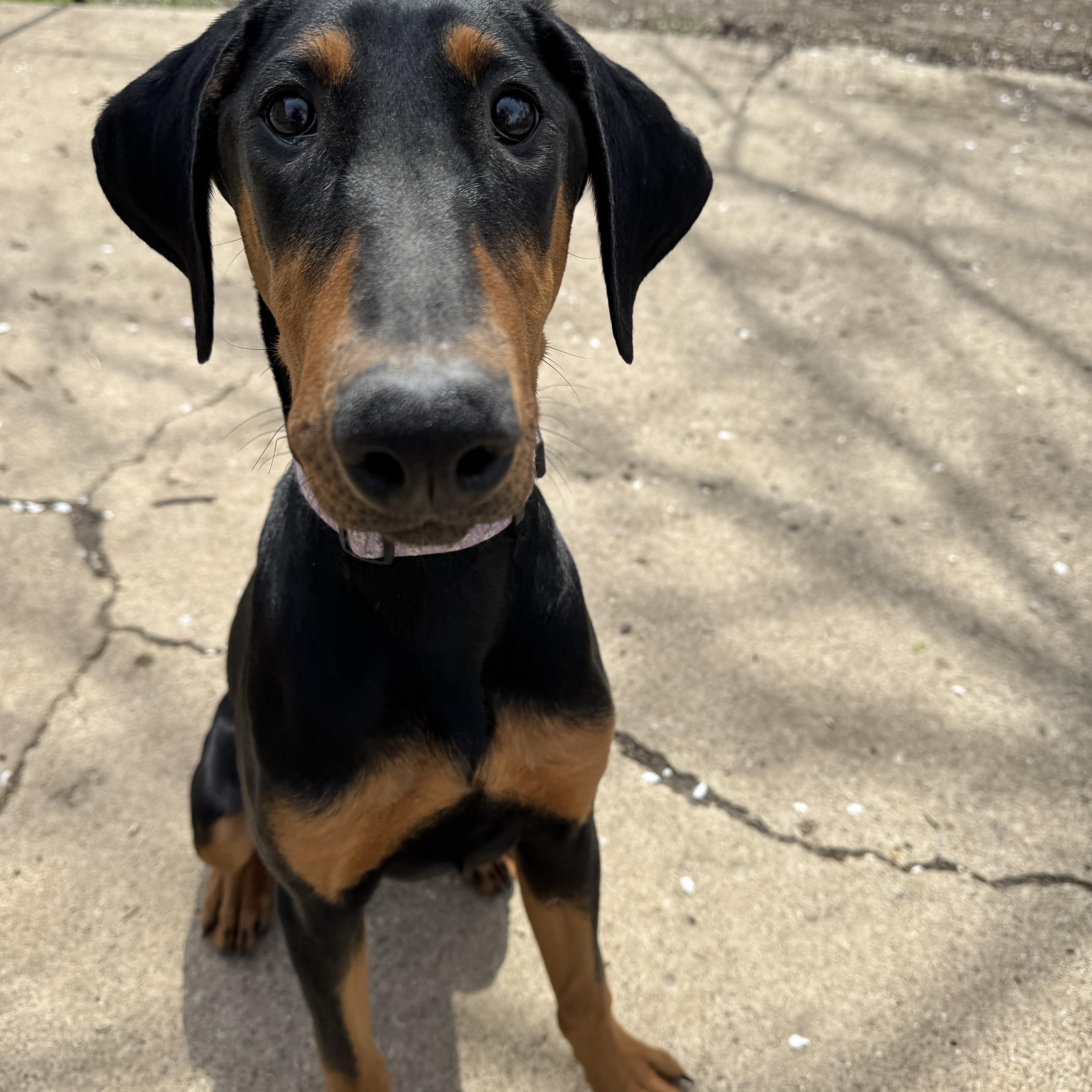 Enlarge Jade! Precious Dobie! , an adopted Doberman Pinscher in RUSSIAVILLE, IN image 5/5