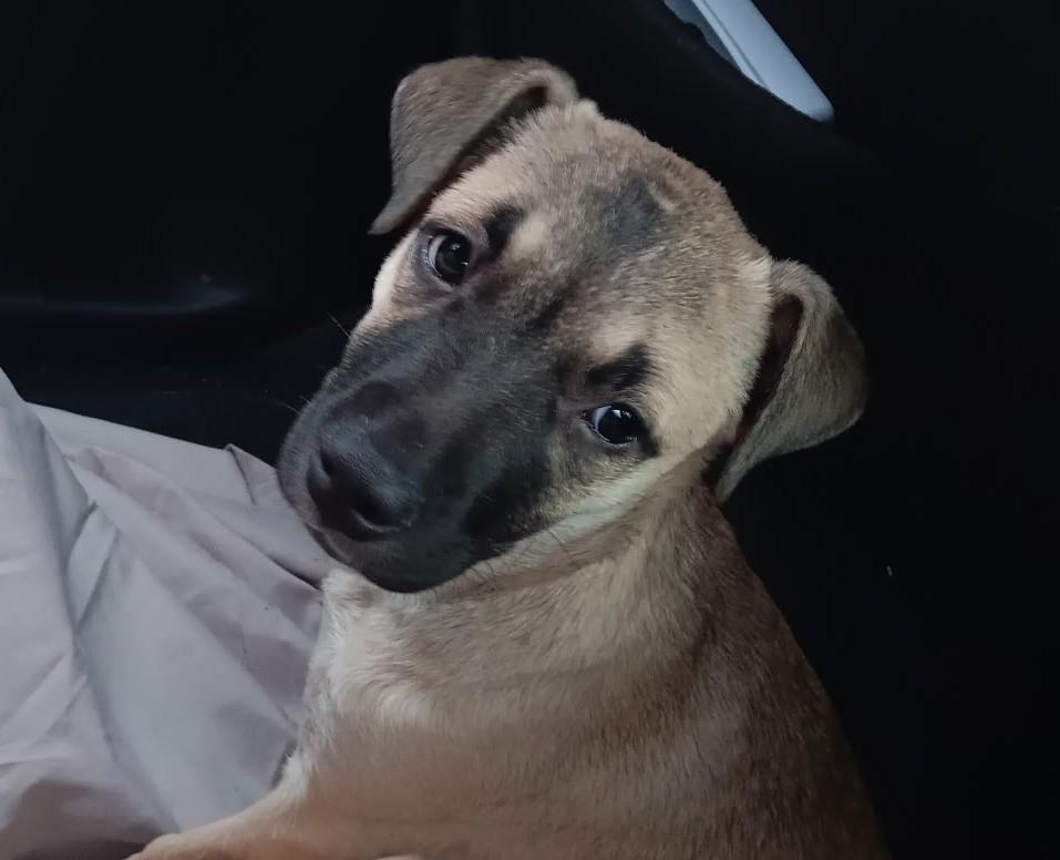 Pepper, ADOPTABLE, Young Female Belgian Shepherd / Malinois & Rhodesian Ridgeback.