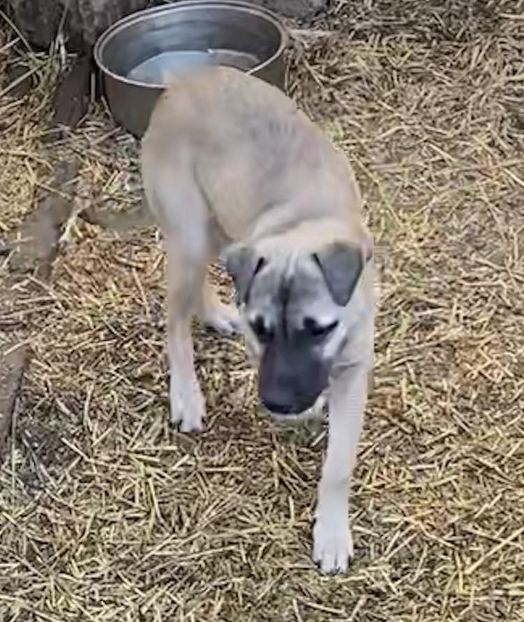 Enlarge Pepper, a ADOPTABLE mixed breed in Oklahoma City, OK image 2/2