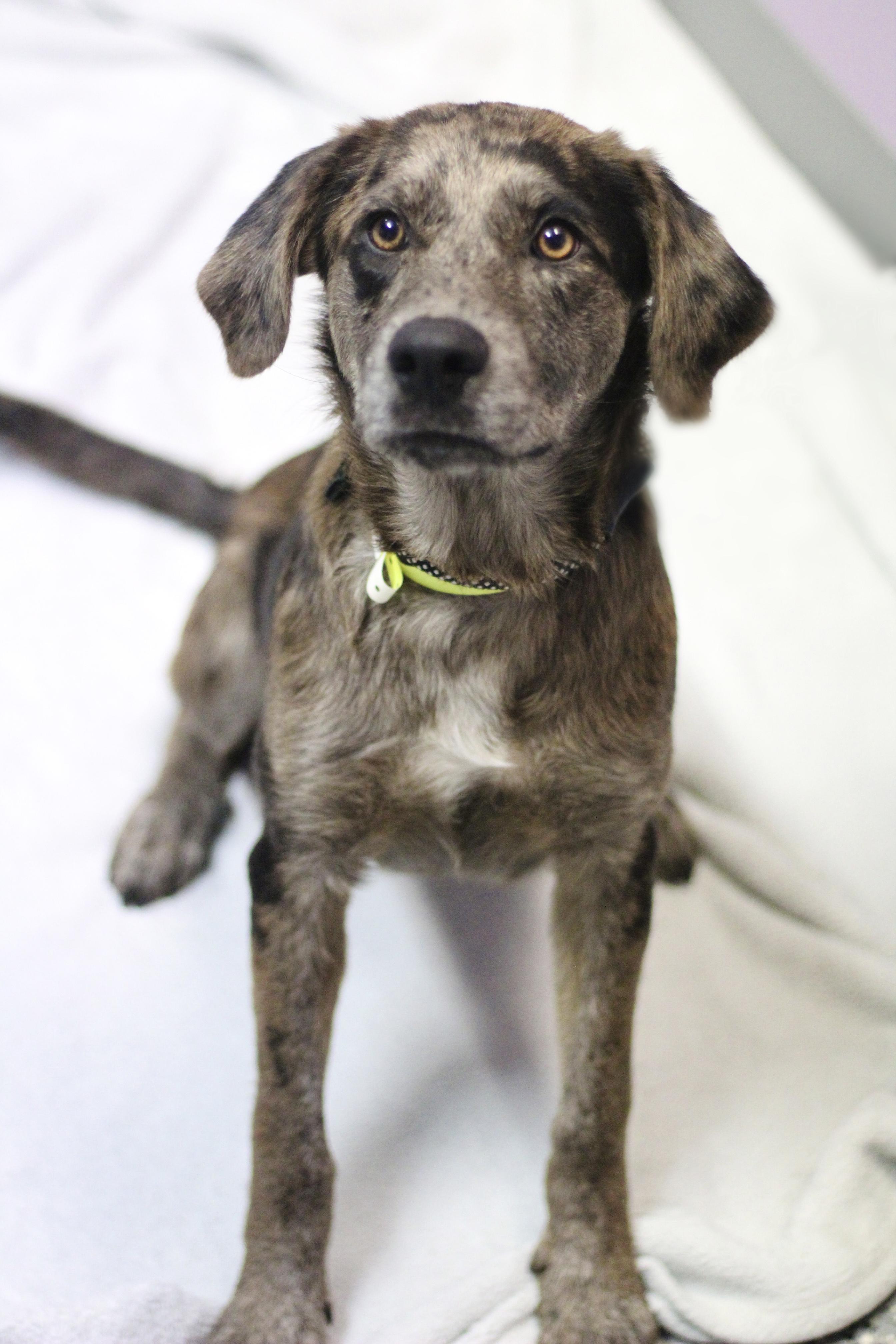 Yukon in NH. Come Meet our Adoptable Dogs Wednesday-Saturday. More info in Bio, Adopted, Puppy Female Catahoula Leopard Dog.