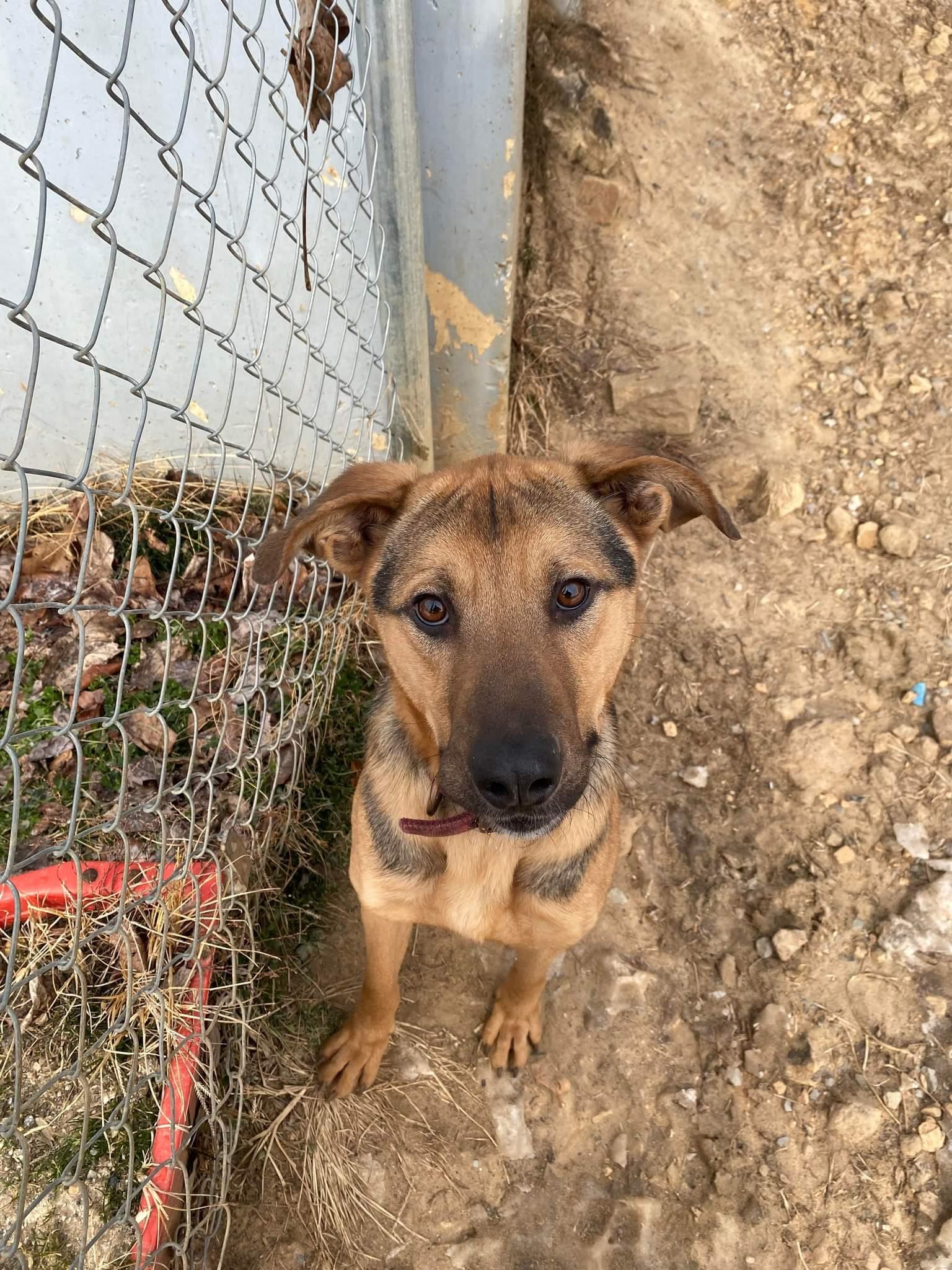 UBBA, Adoptable, Adult Male German Shepherd Dog.