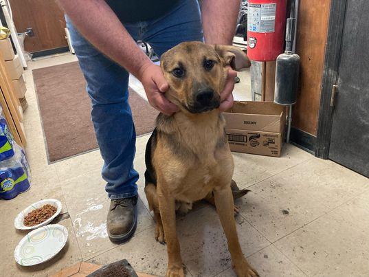 UBBA, a Adoptable German Shepherd Dog in Lewistown, PA image 2/3