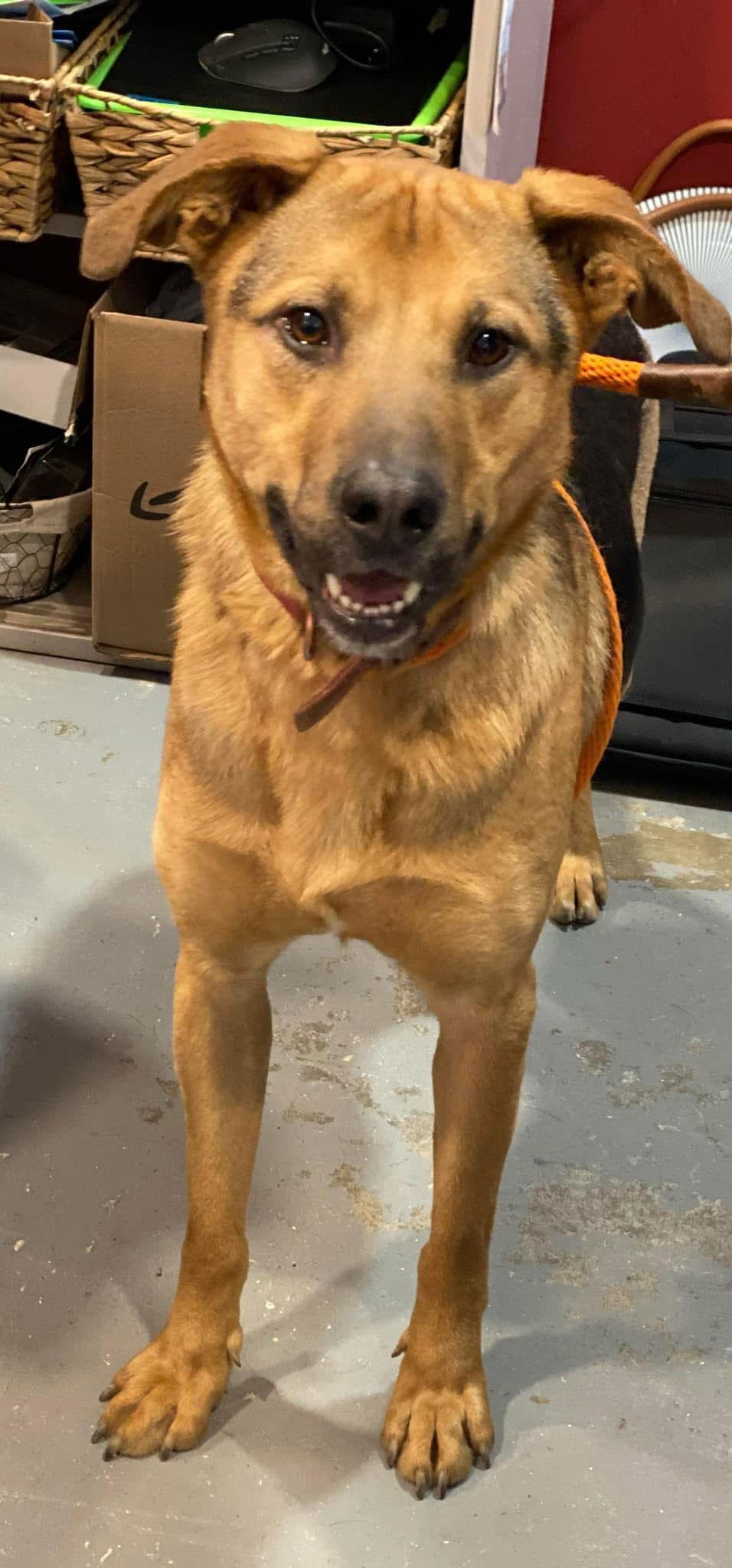 UBBA, a Adoptable German Shepherd Dog in Lewistown, PA image 3/3