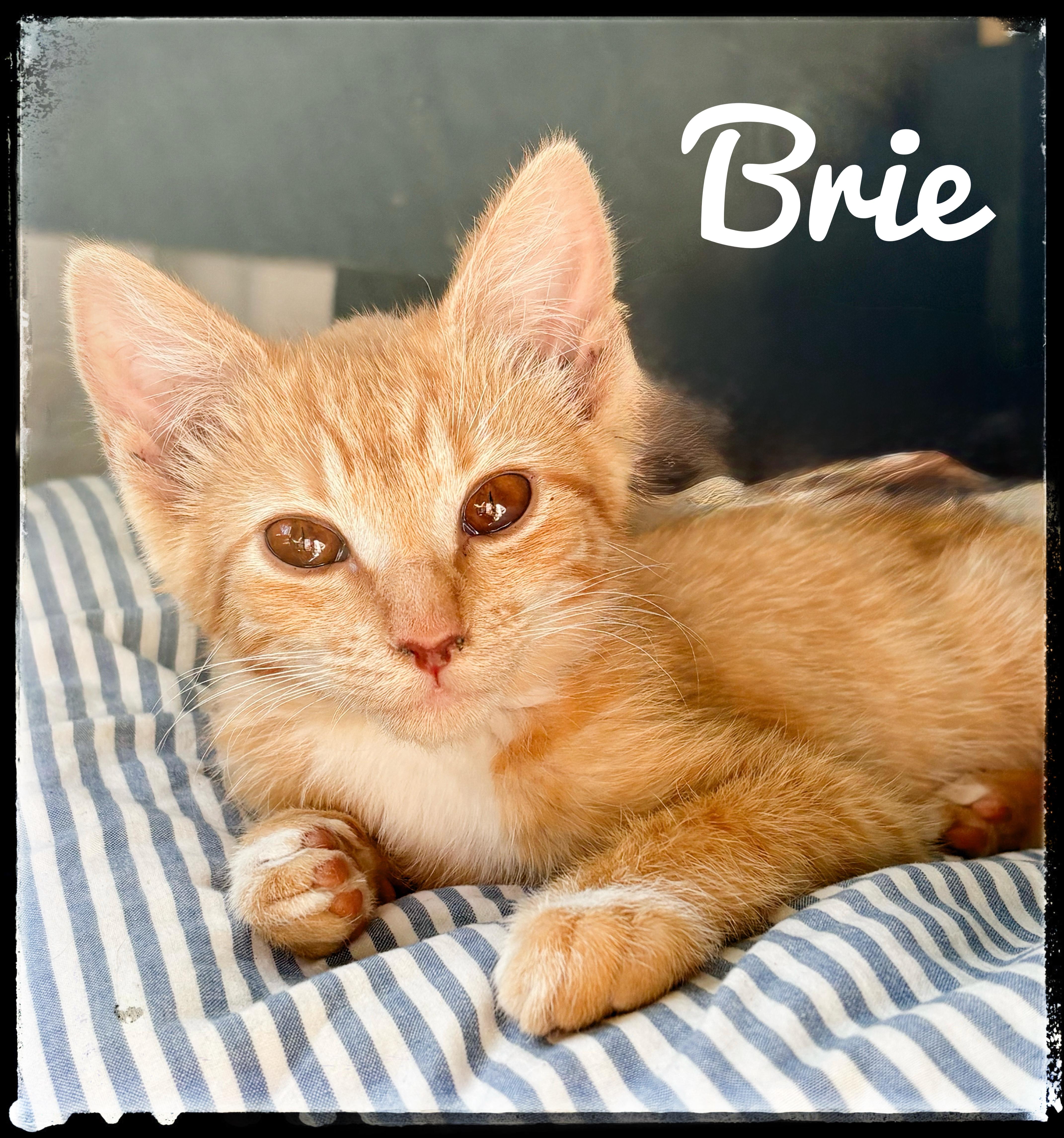 Enlarge Brie, a Adoptable Domestic Short Hair in El Cajon, CA image 1/1