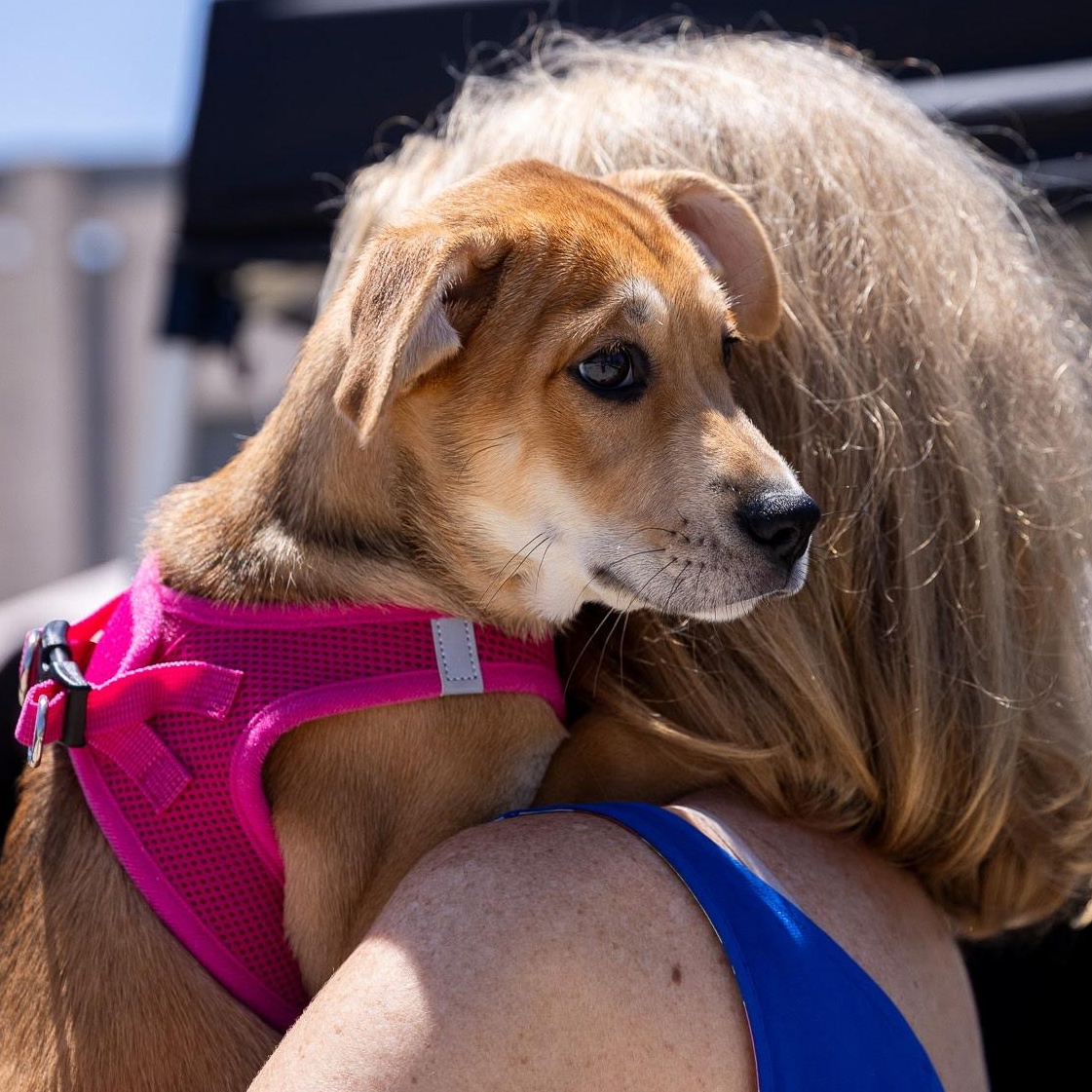 Enlarge Debbie Deb, a Adopted mixed breed in Whittier, CA image 5/6