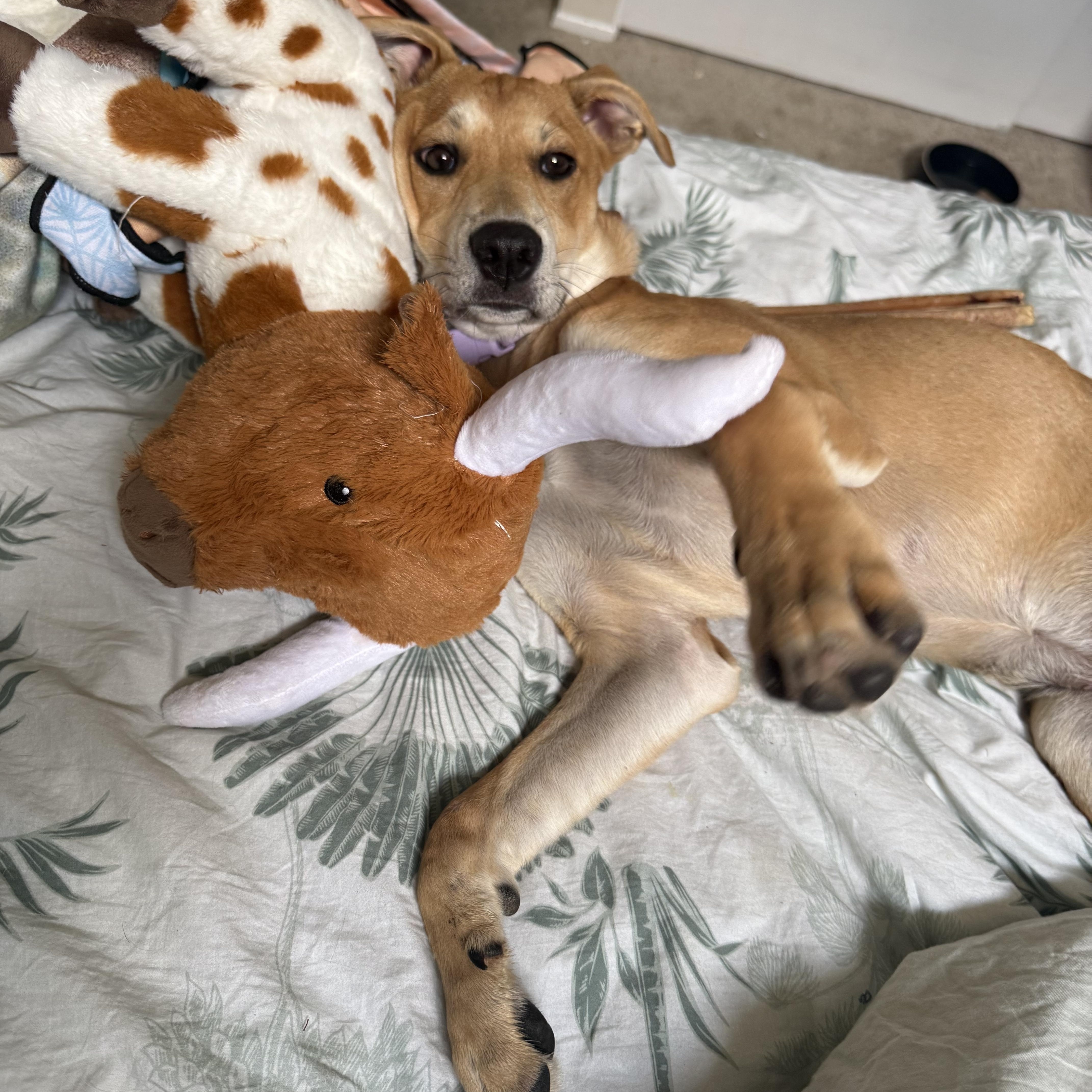 Enlarge Debbie Deb, a Adopted mixed breed in Whittier, CA image 6/6