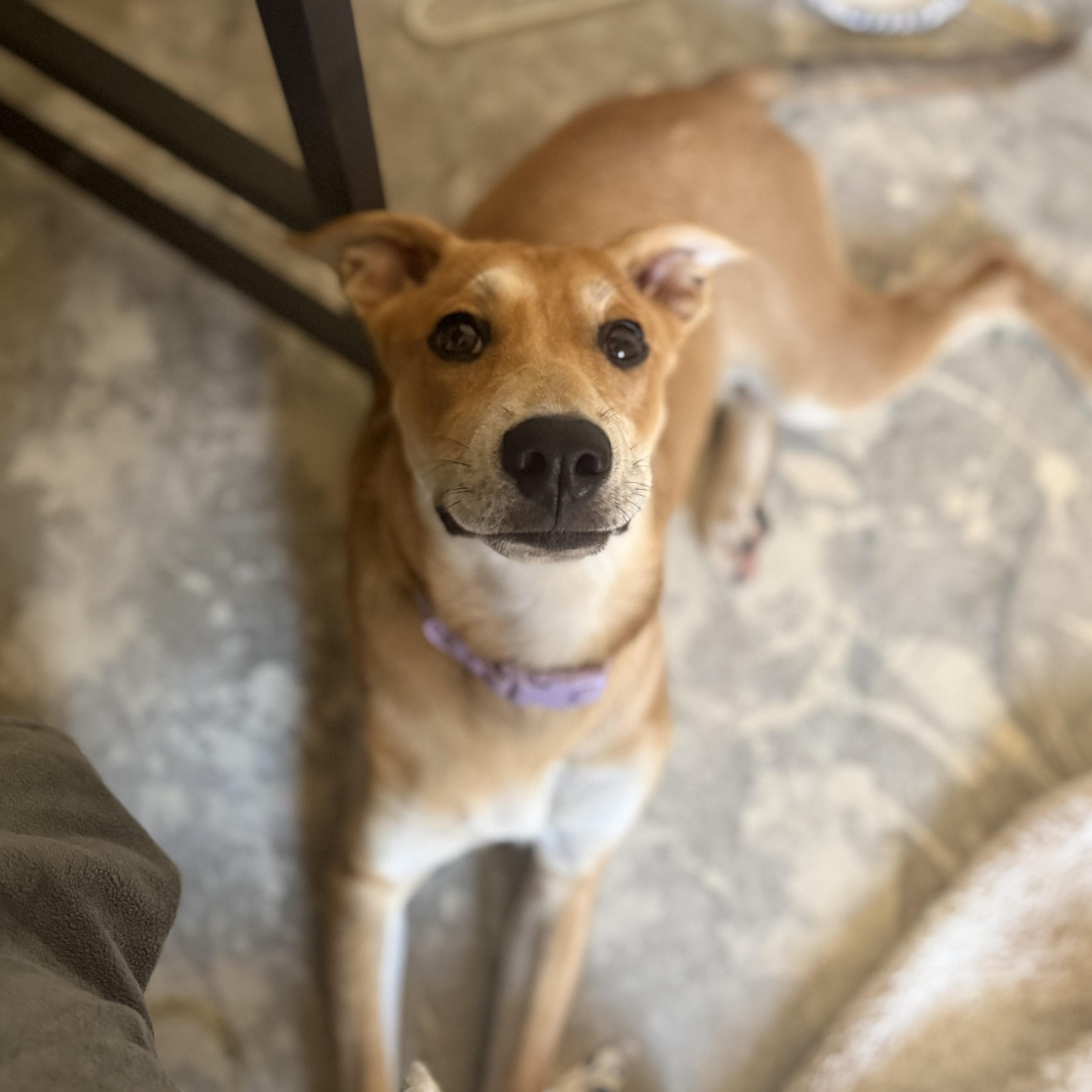 Enlarge Debbie Deb, a Adopted mixed breed in Whittier, CA image 4/6