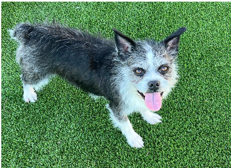 Maverick, Adoptable, Adult Male Corgi.