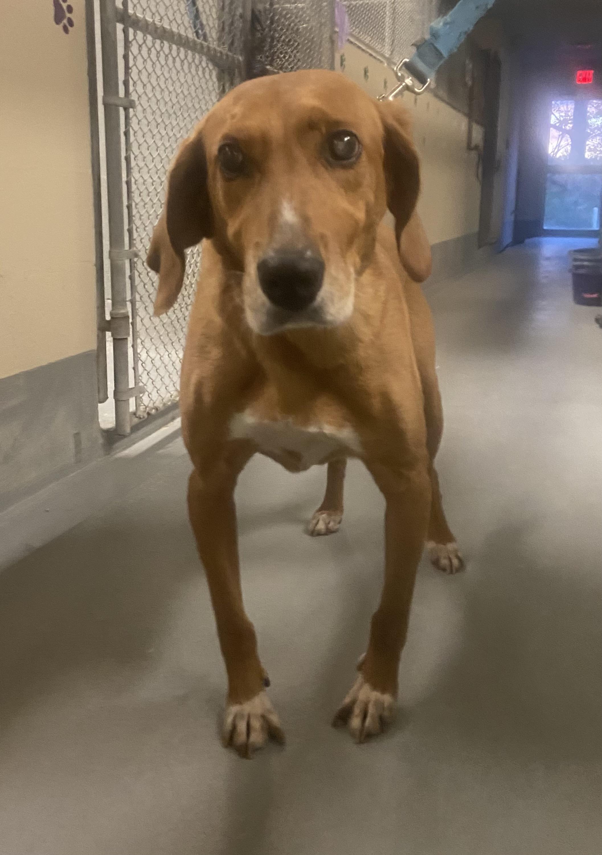 Rusty, Adoptable, Adult Male Coonhound.