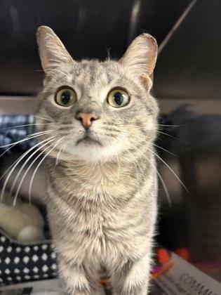 Tiger — thumbnail 2