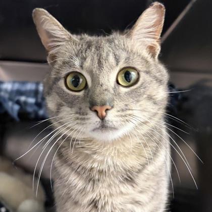 Tiger — thumbnail 3