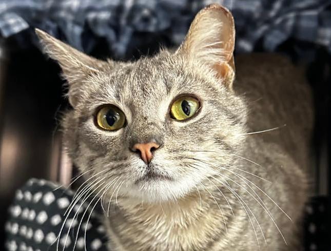 Tiger — thumbnail 4