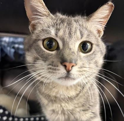 Tiger — thumbnail 5