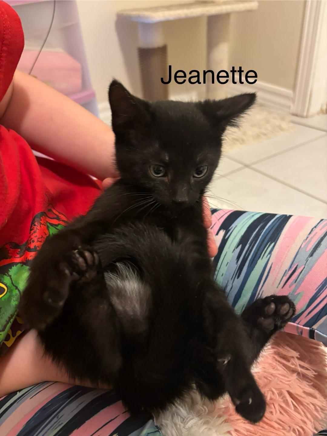 Jeanette bonded with Brittney, Adoptable, Kitten Female Domestic Short Hair.