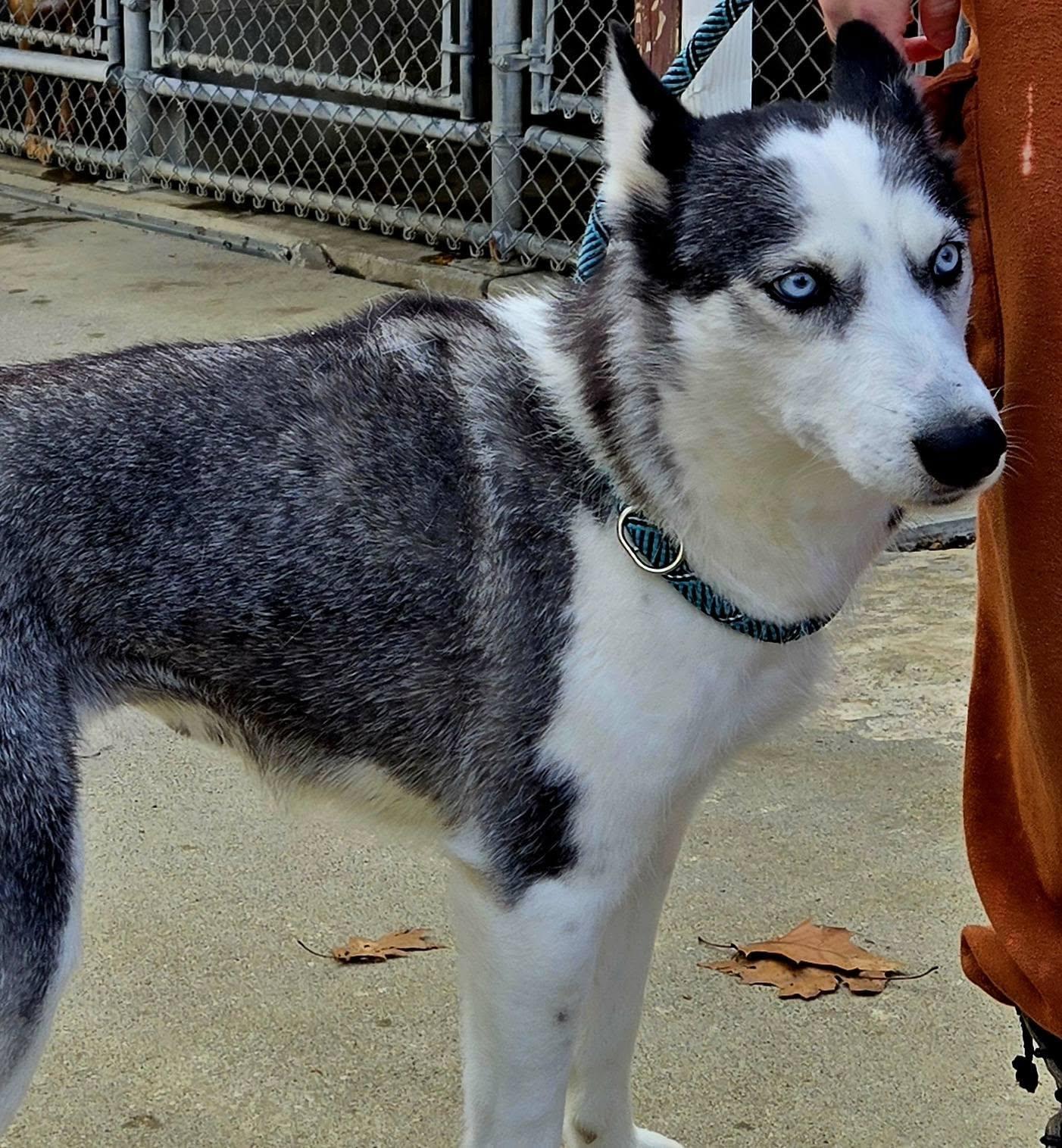 Enlarge Tundra, a Adoptable Husky in North Olmsted, OH image 2/3