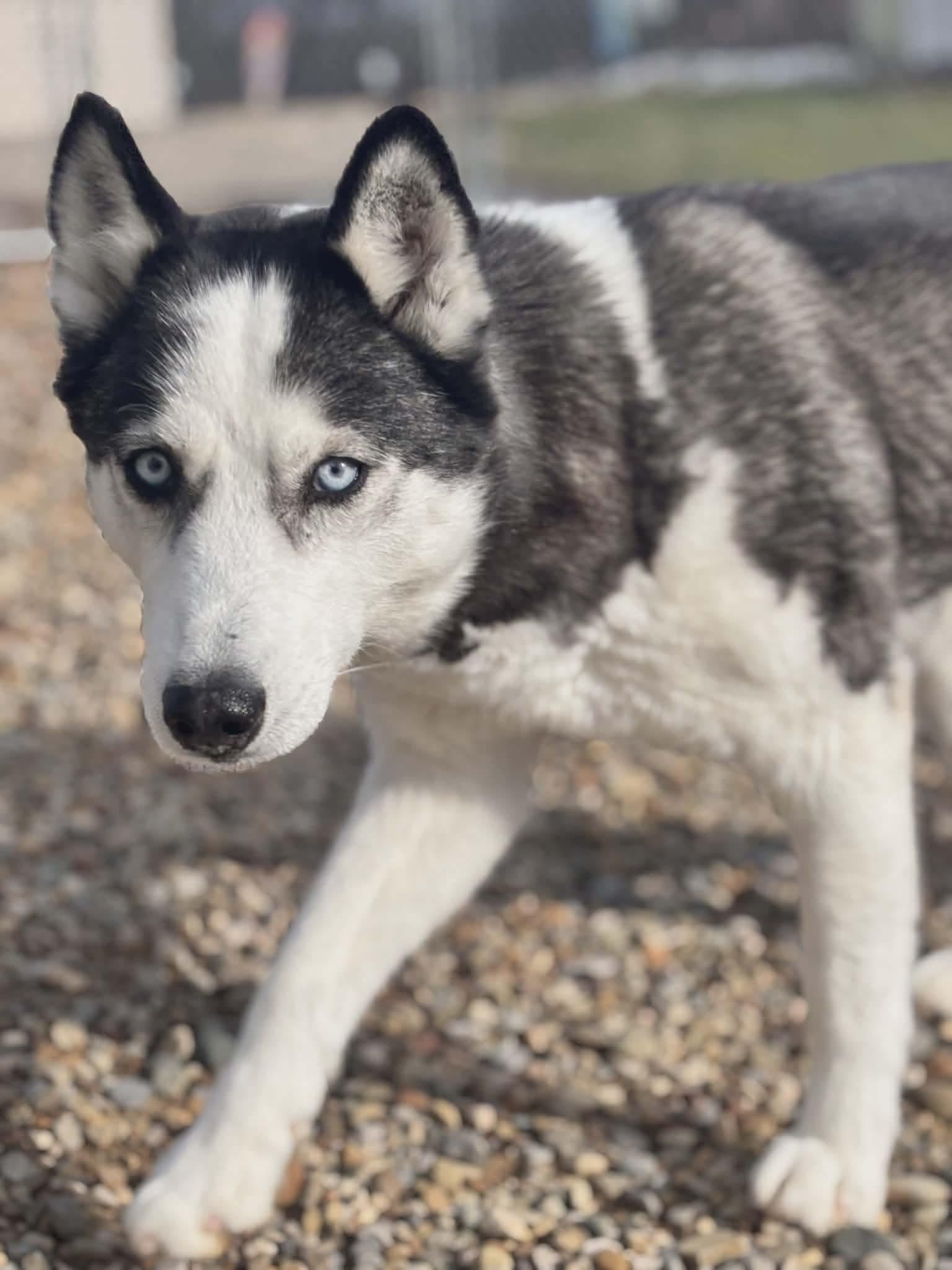 Enlarge Tundra, a Adoptable Husky in North Olmsted, OH image 2/5