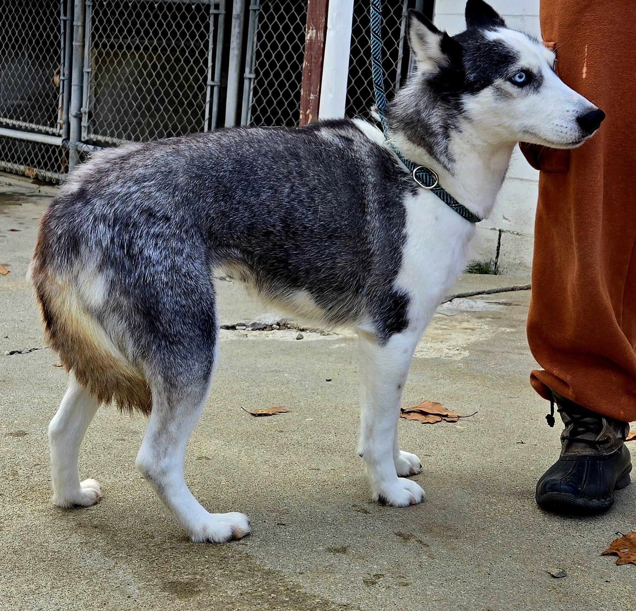 Enlarge Tundra, a Adoptable Husky in North Olmsted, OH image 3/3