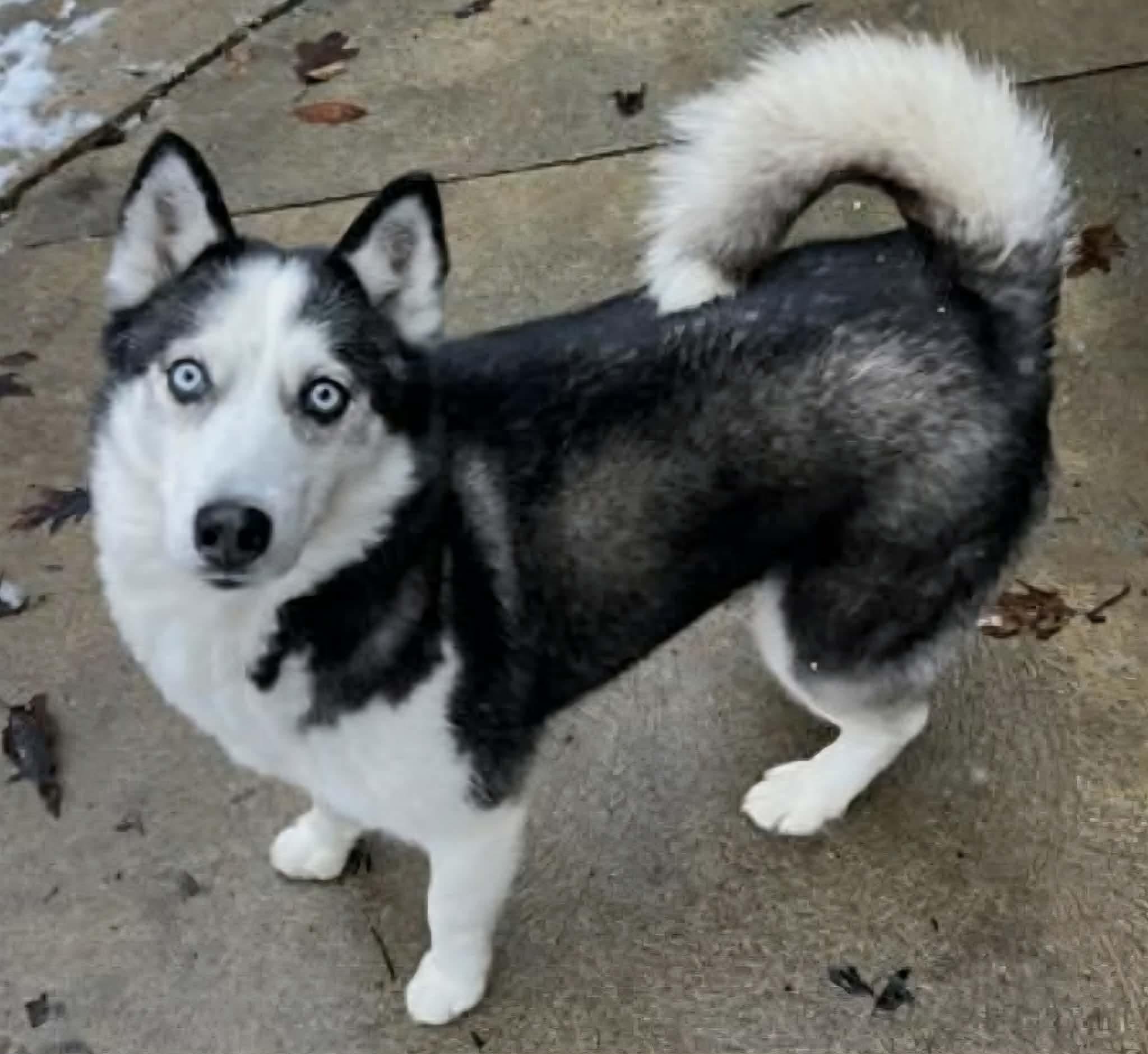 Tundra, Adoptable, Adult Female Husky.