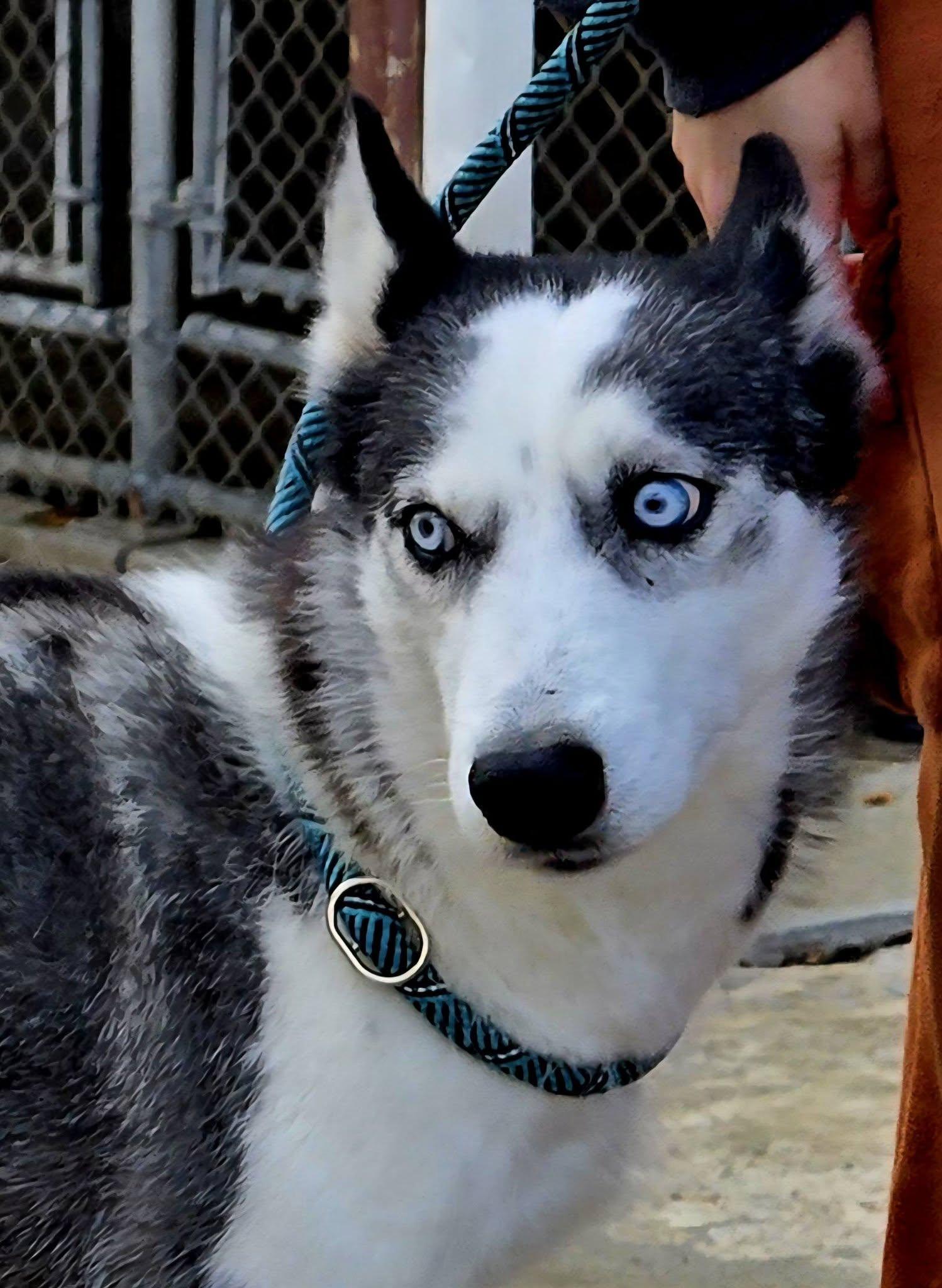 Tundra, Adoptable, Adult Female Husky.