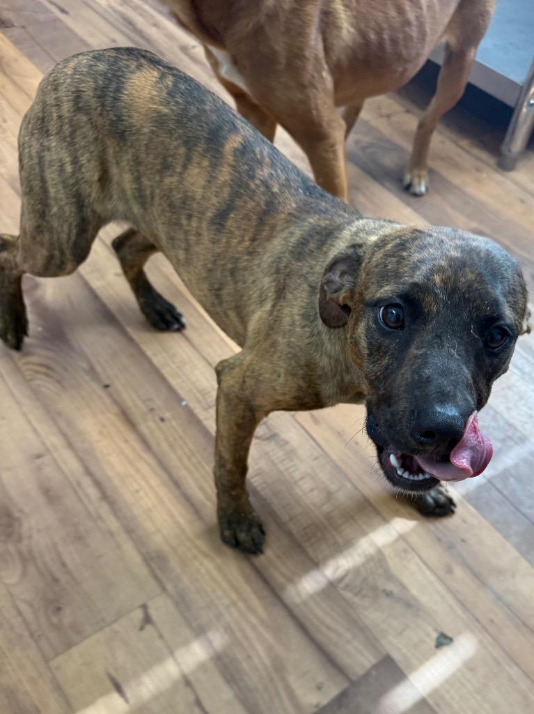 Enlarge Brindley, a Adoptable mixed breed in Fayetteville, TN image 1/1