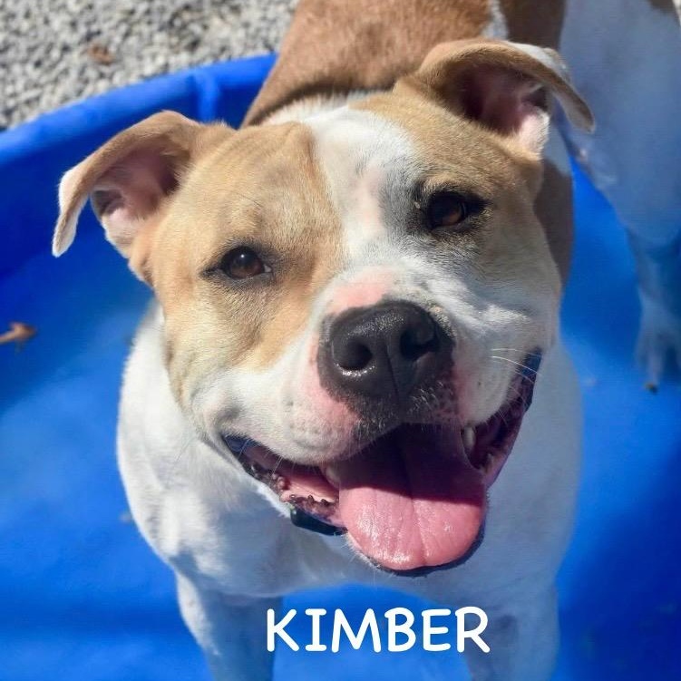 KIMBER
