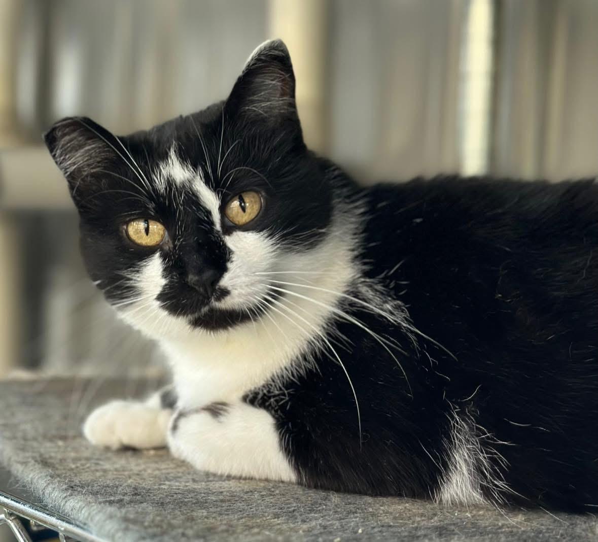 Enlarge Sylvia, a Adoptable Domestic Short Hair in Faribault, MN image 1/6