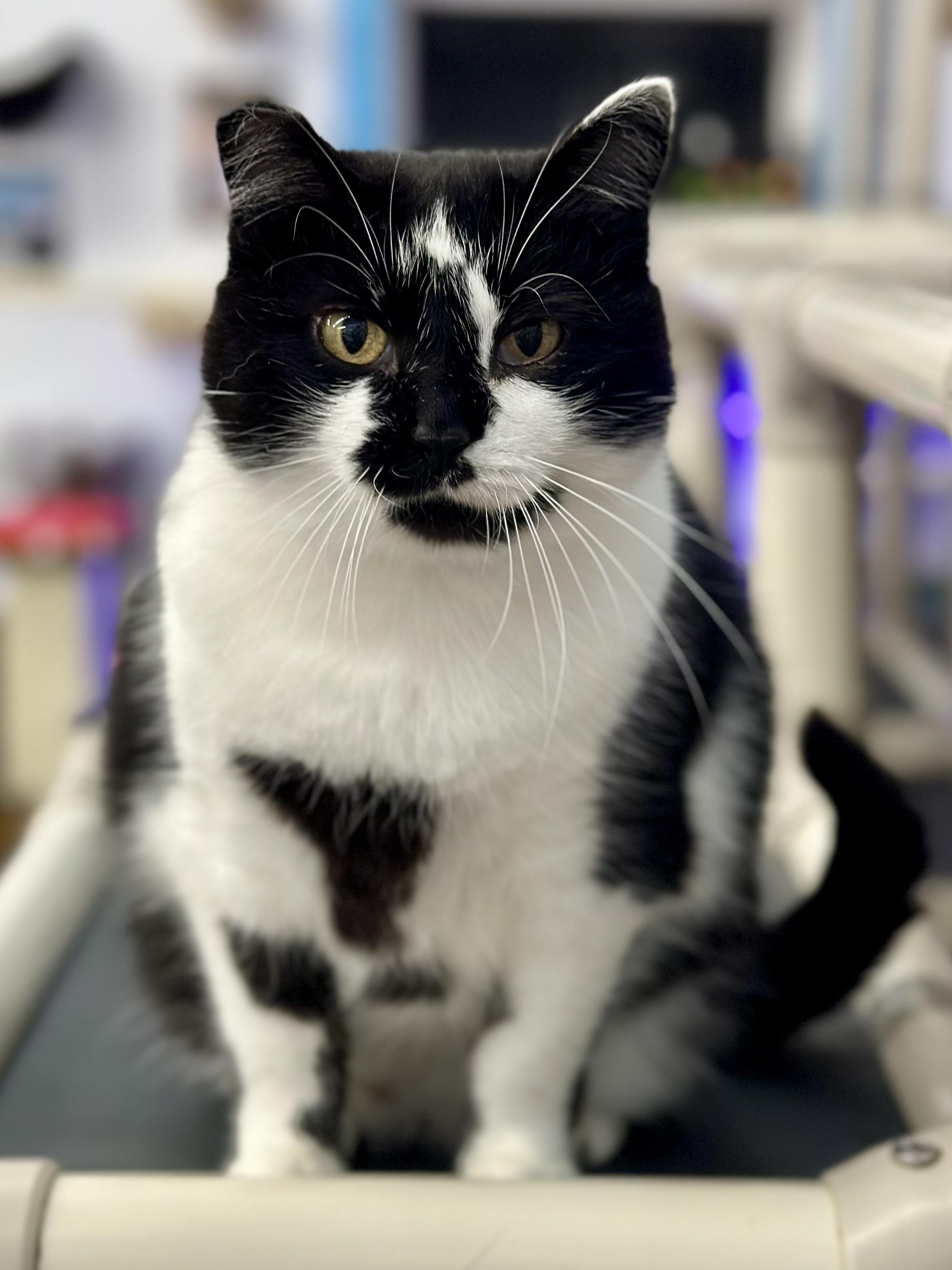 Enlarge Sylvia, a Adoptable Domestic Short Hair in Faribault, MN image 2/6