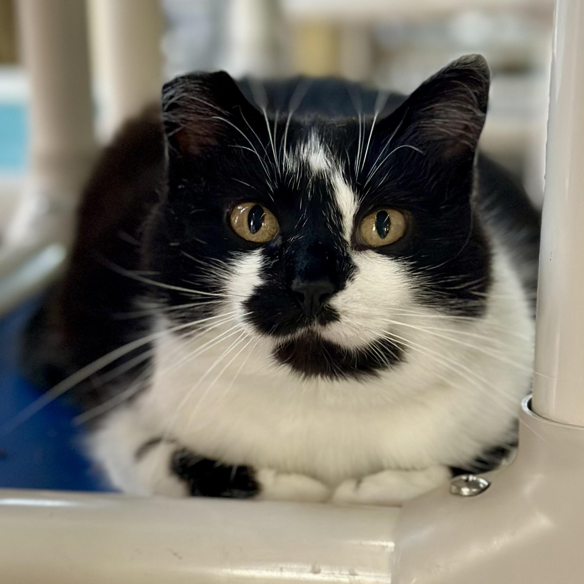 Enlarge Sylvia, a Adoptable Domestic Short Hair in Faribault, MN image 3/6