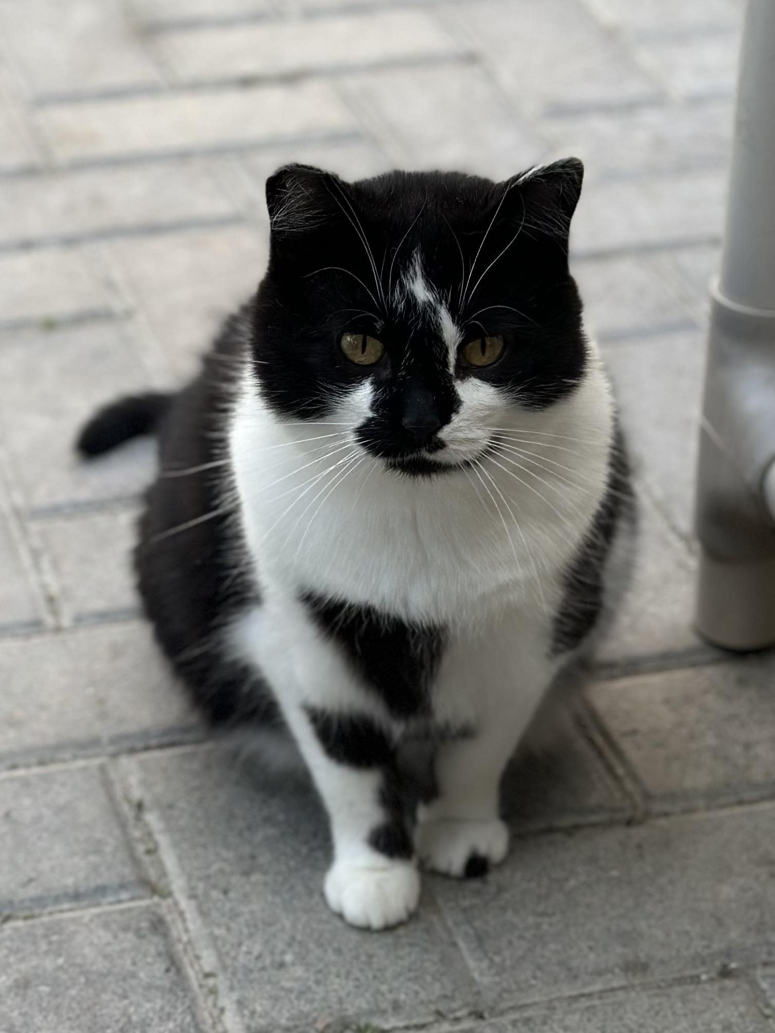 Enlarge Sylvia, a Adoptable Domestic Short Hair in Faribault, MN image 5/6