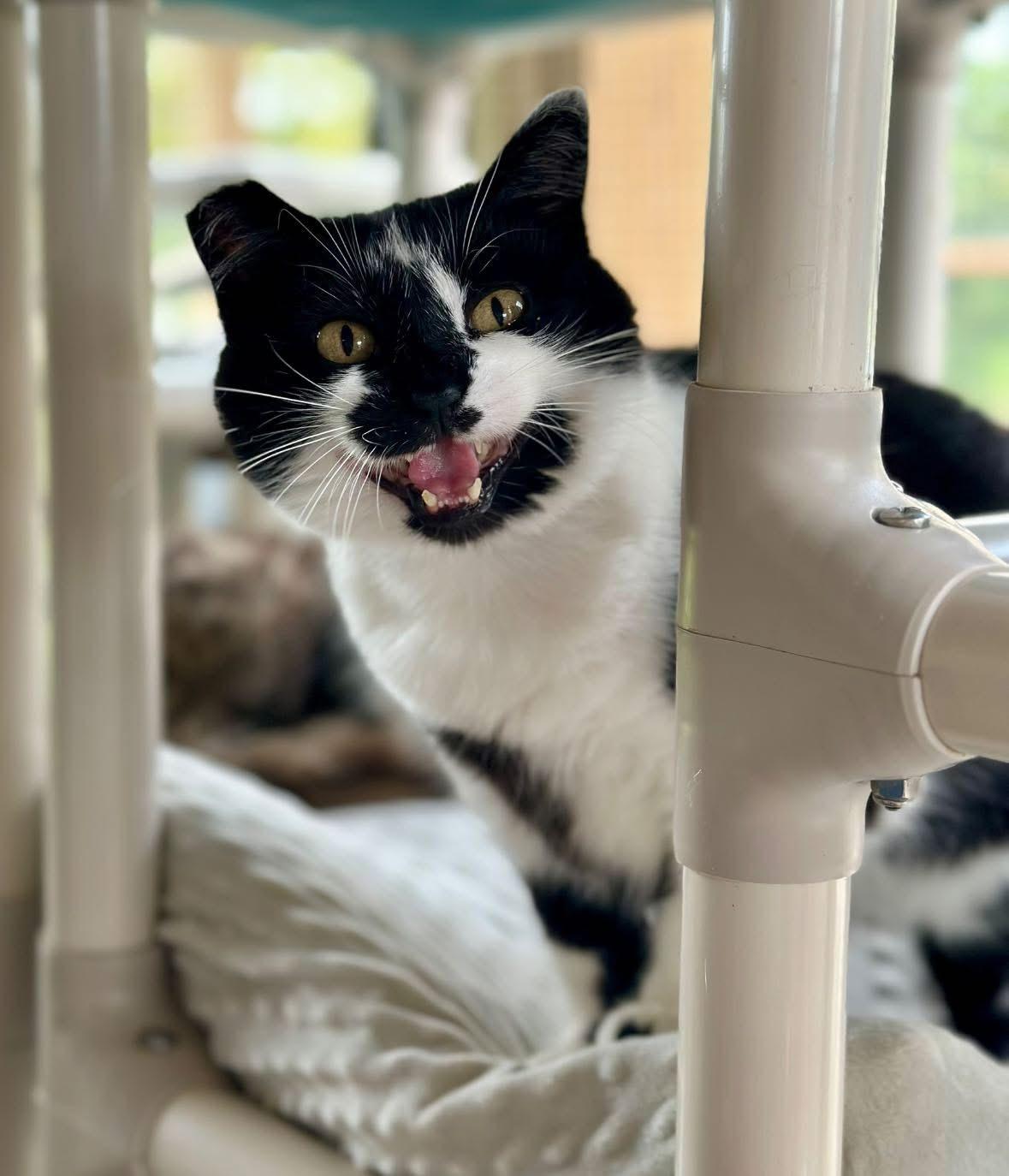 Enlarge Sylvia, a Adoptable Domestic Short Hair in Faribault, MN image 6/6