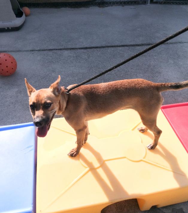 Enlarge Orchid, a Adoptable mixed breed in Crescent City, FL image 1/6