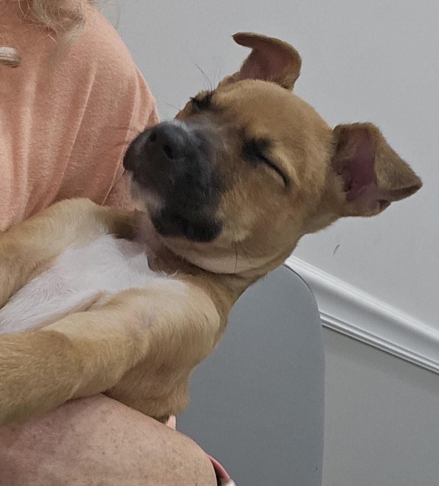 Enlarge Orchid, a Adoptable mixed breed in Crescent City, FL image 2/6