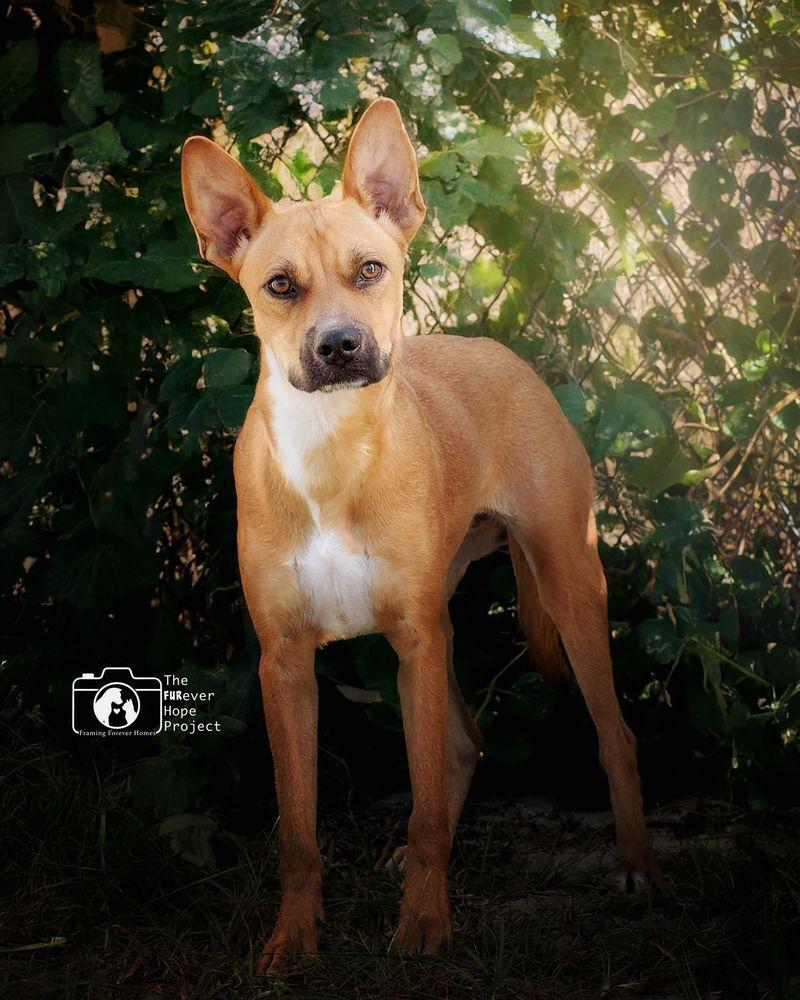 Enlarge Orchid, a Adoptable mixed breed in Crescent City, FL image 3/6