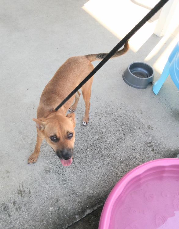 Orchid, Adoptable, Puppy Female Mixed Breed.