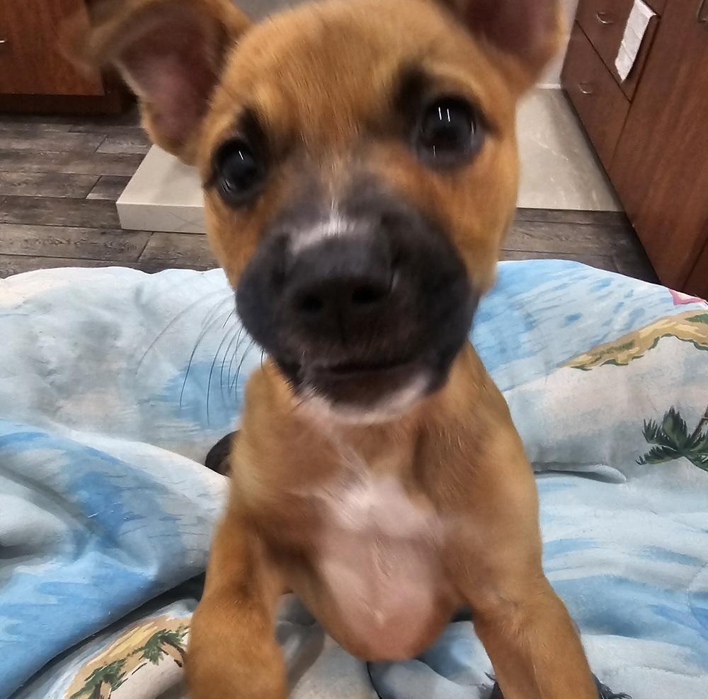 Enlarge Orchid, a Adoptable mixed breed in Crescent City, FL image 5/6