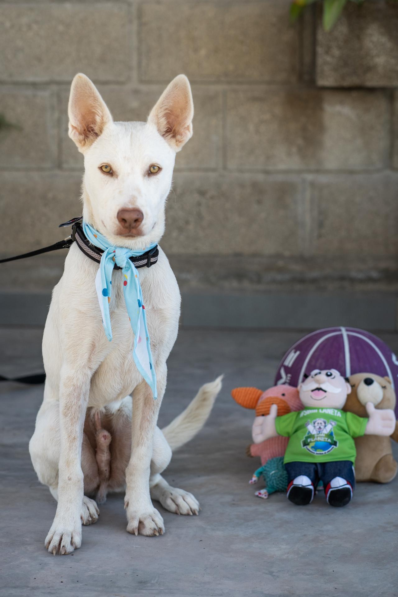 Enlarge Palomo, a Adoptable mixed breed in Victoria, BC image 3/4