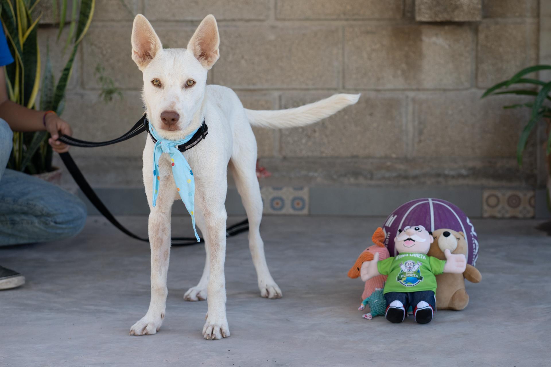 Enlarge Palomo, a Adoptable mixed breed in Victoria, BC image 2/4